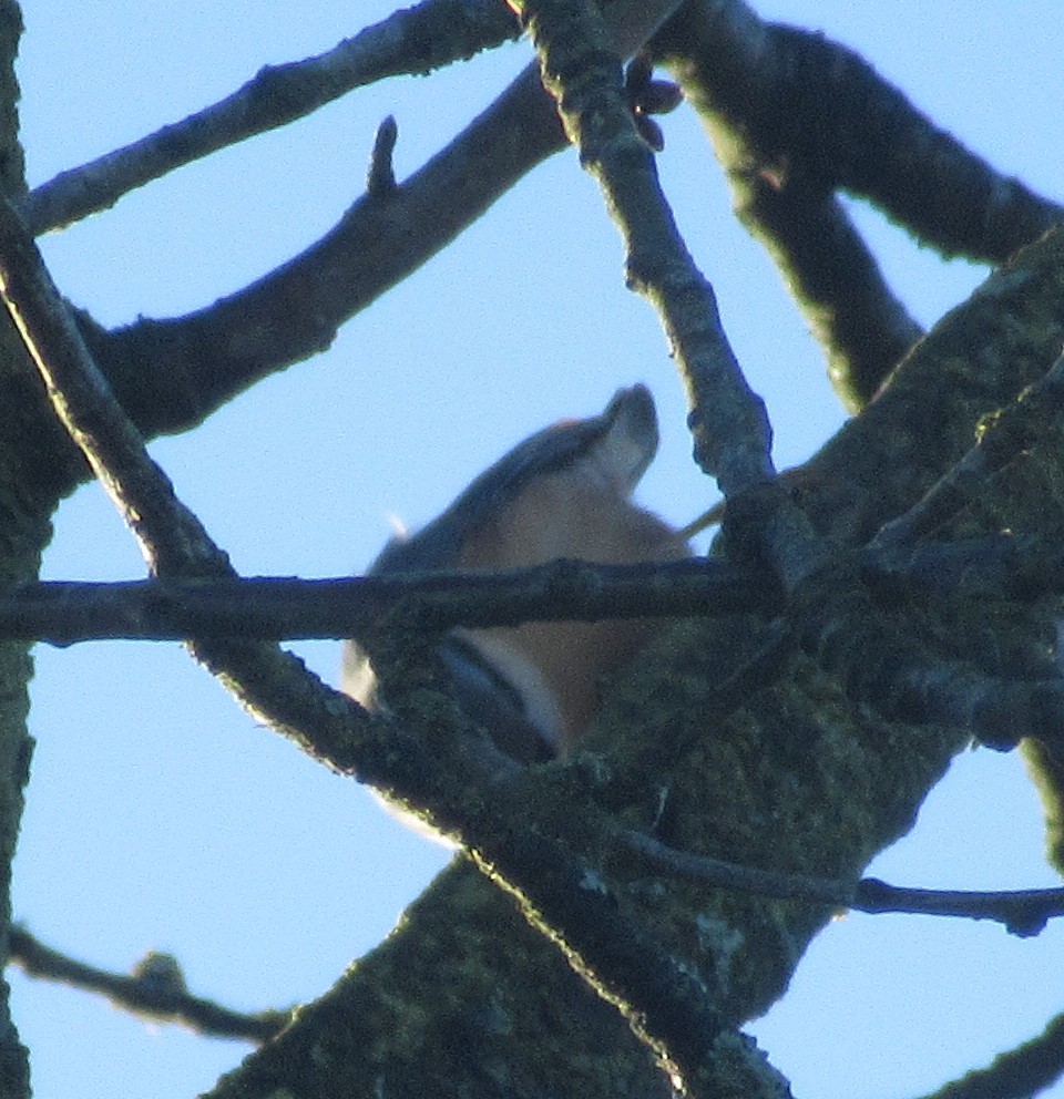 Garrapo eurasiarra - ML645593273