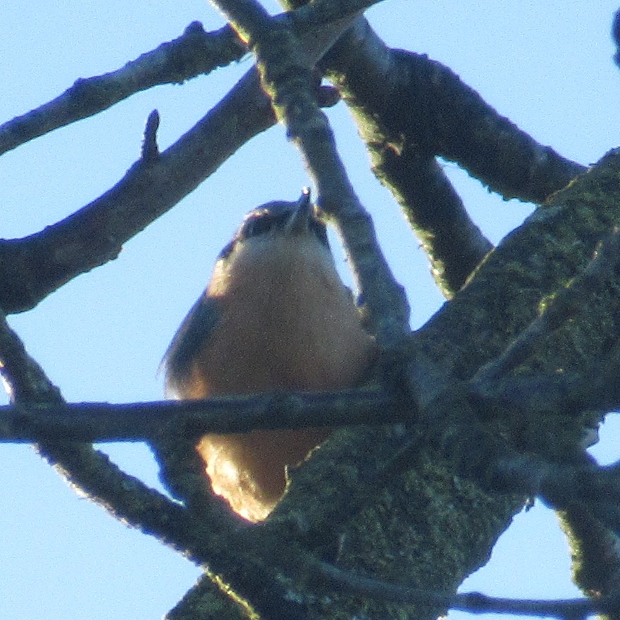 Garrapo eurasiarra - ML645593274