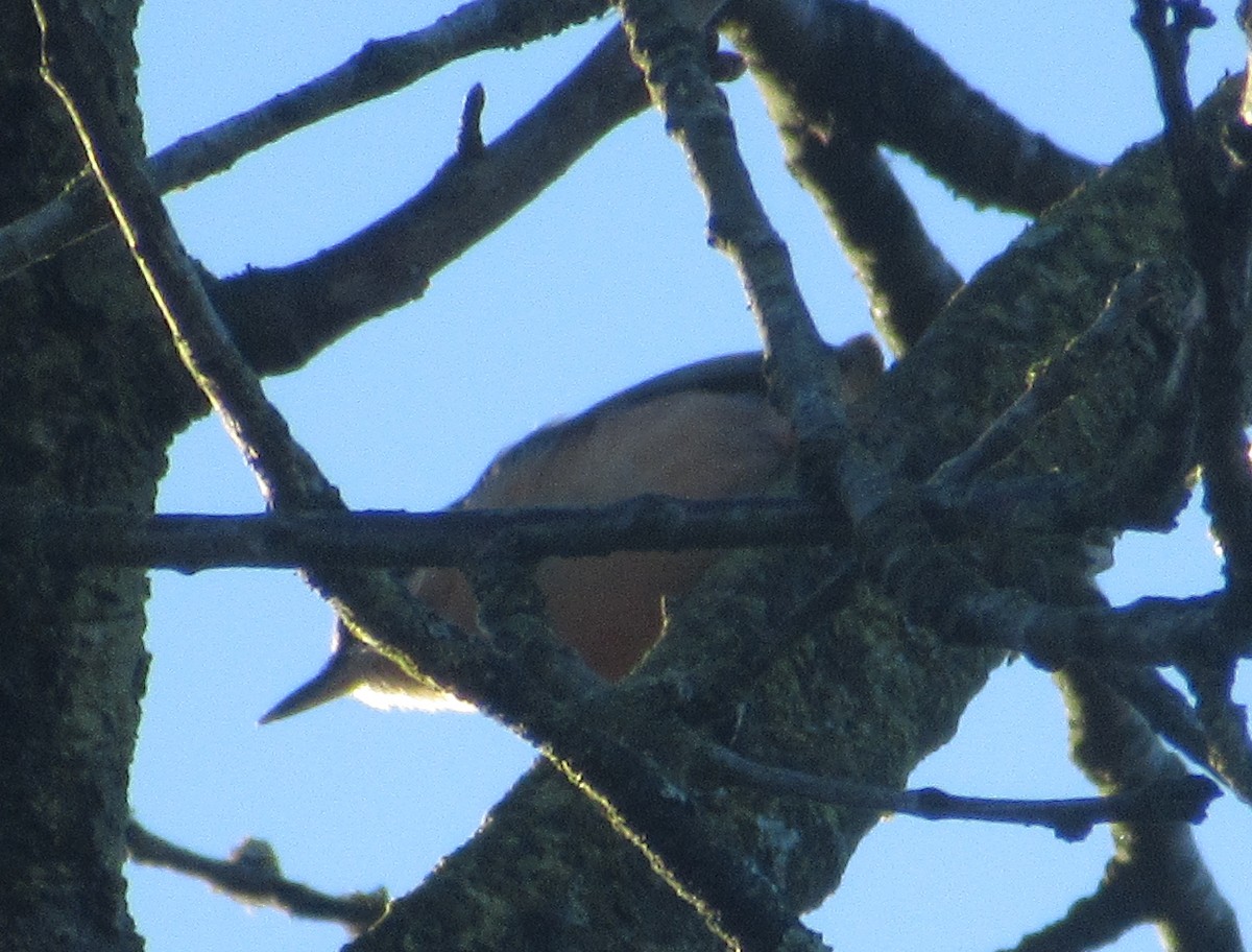 Garrapo eurasiarra - ML645593275