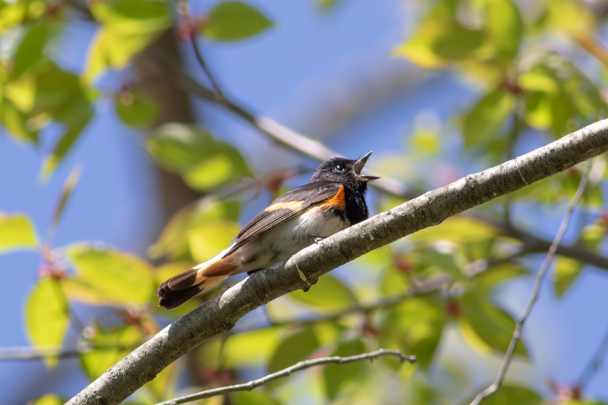 American Redstart - ML645593277