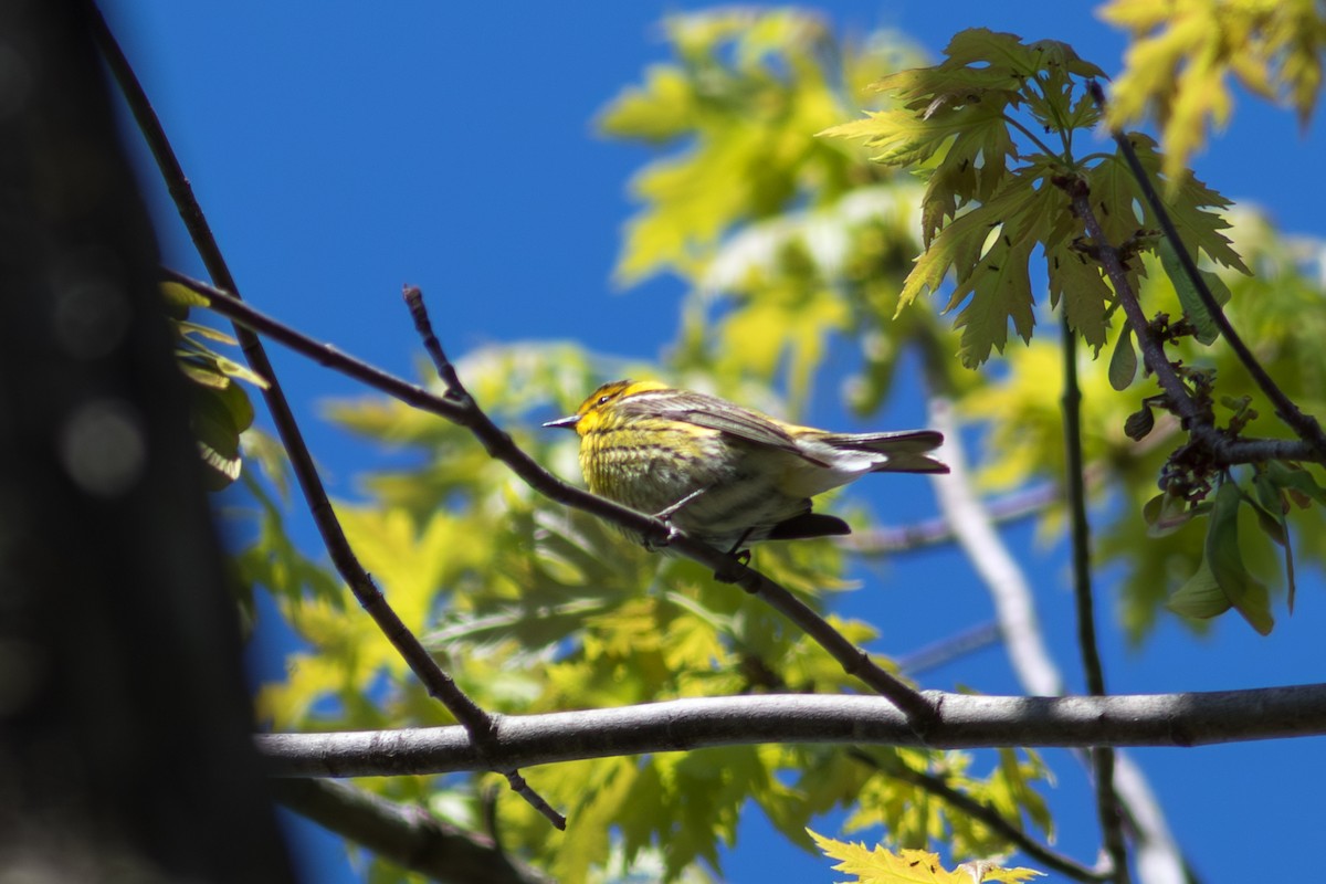 Cape May Warbler - ML645593284