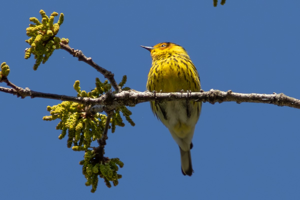 Cape May Warbler - ML645593285