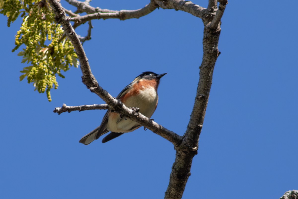Bay-breasted Warbler - ML645593289