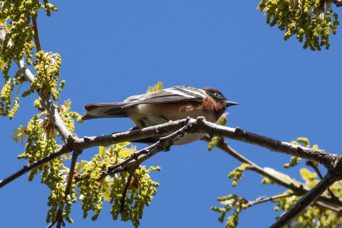 Bay-breasted Warbler - ML645593290