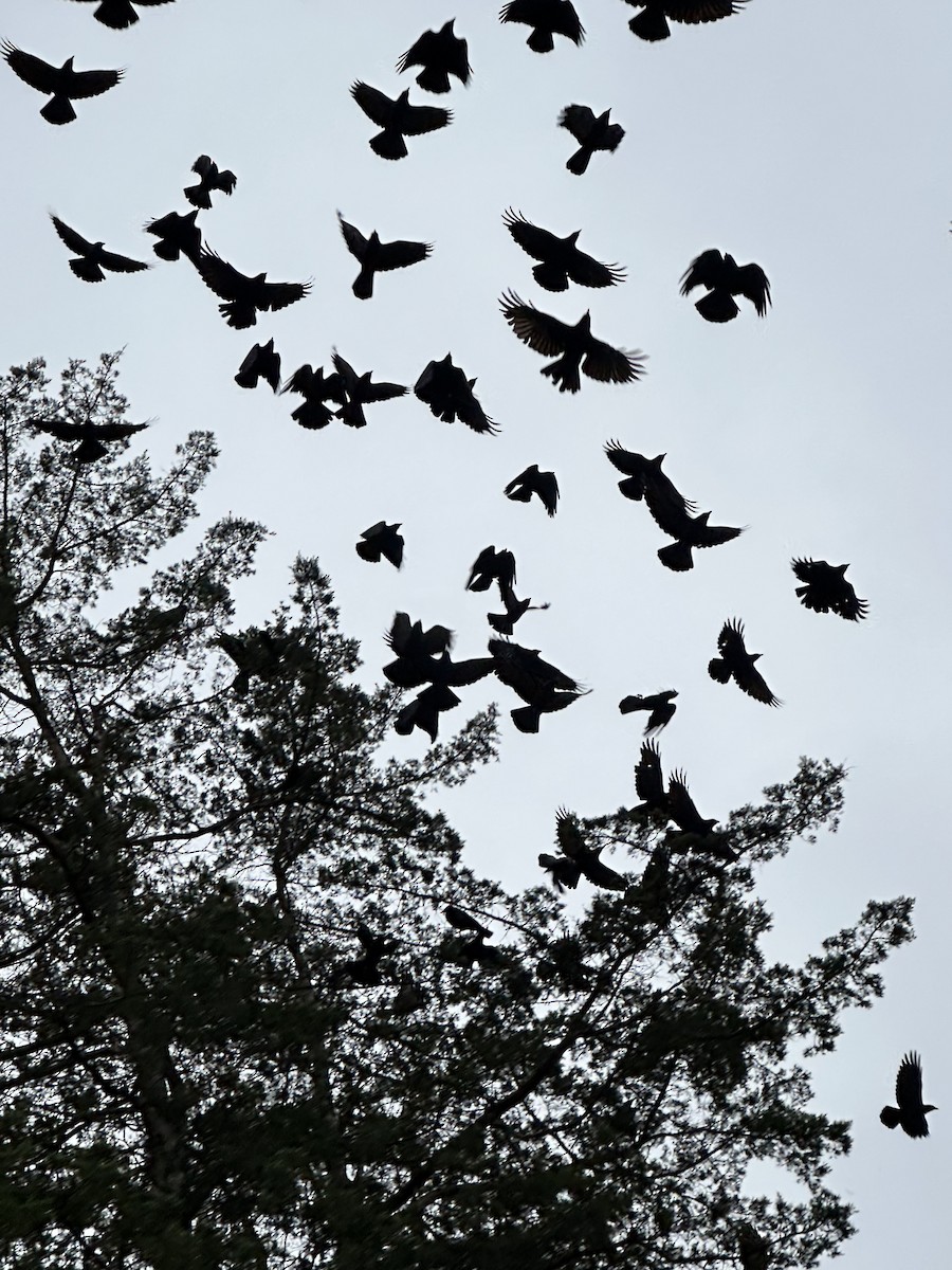 Fish Crow - ML645593294