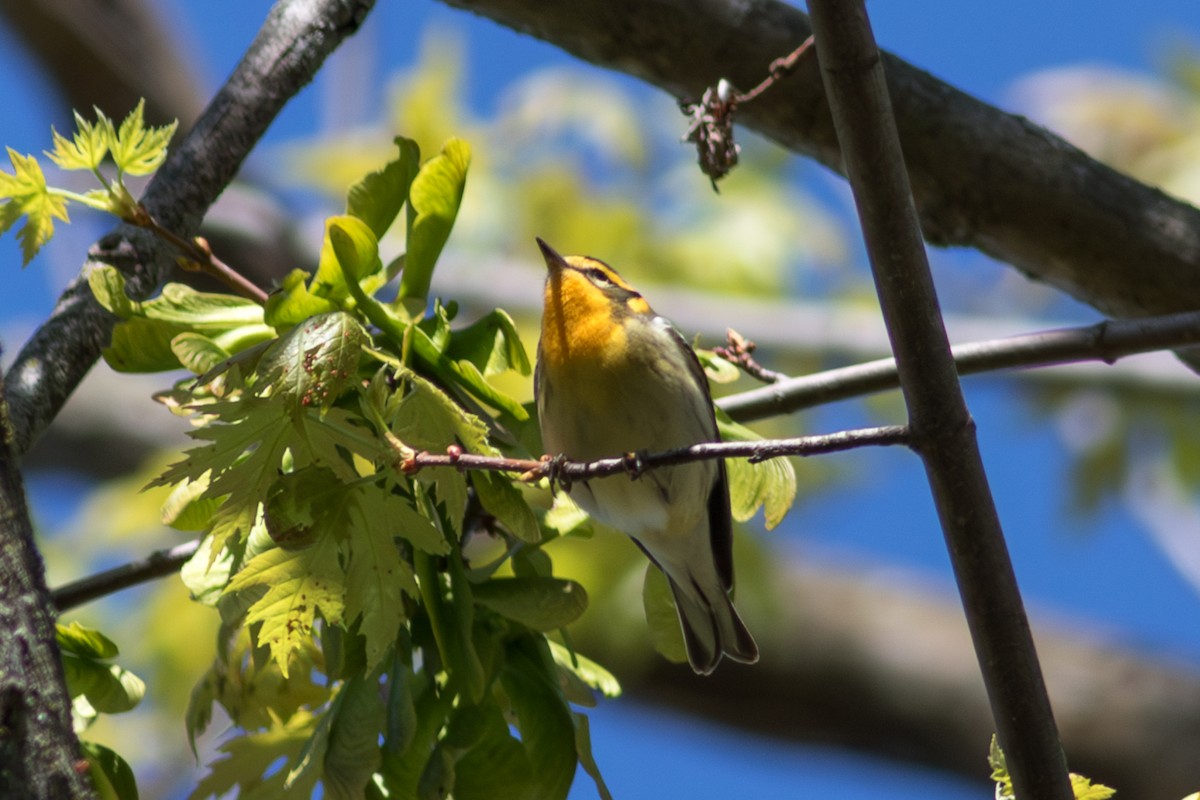 Reinita Gorjinaranja - ML645593295