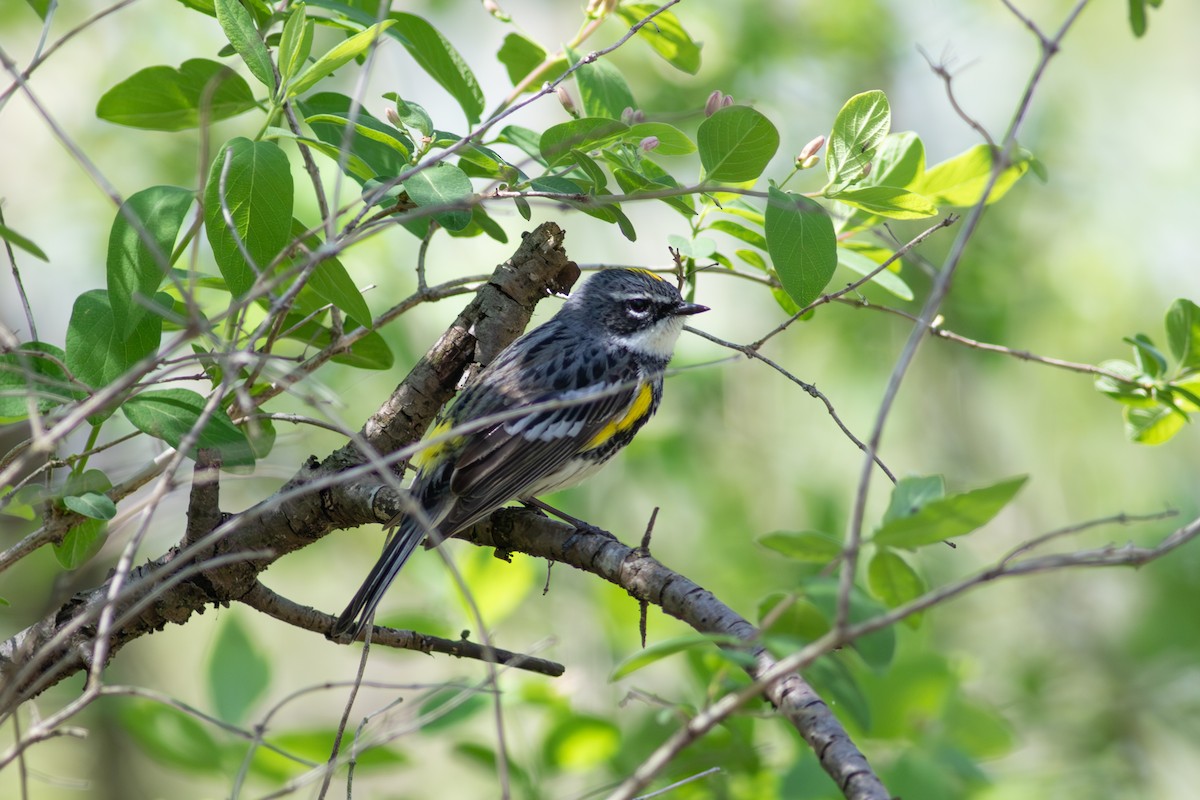 Yellow-rumped Warbler - ML645593306