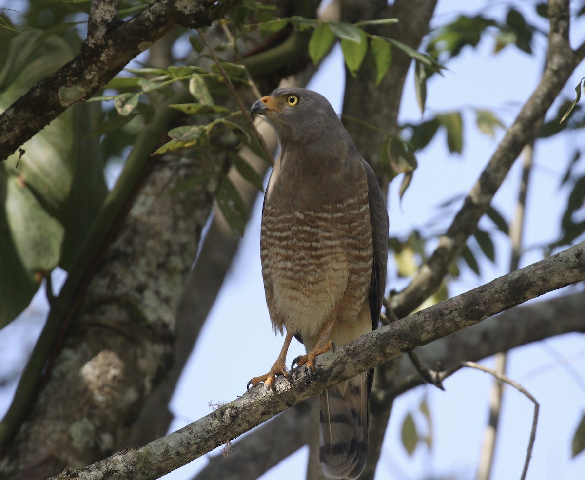 Yol Şahini - ML645593312