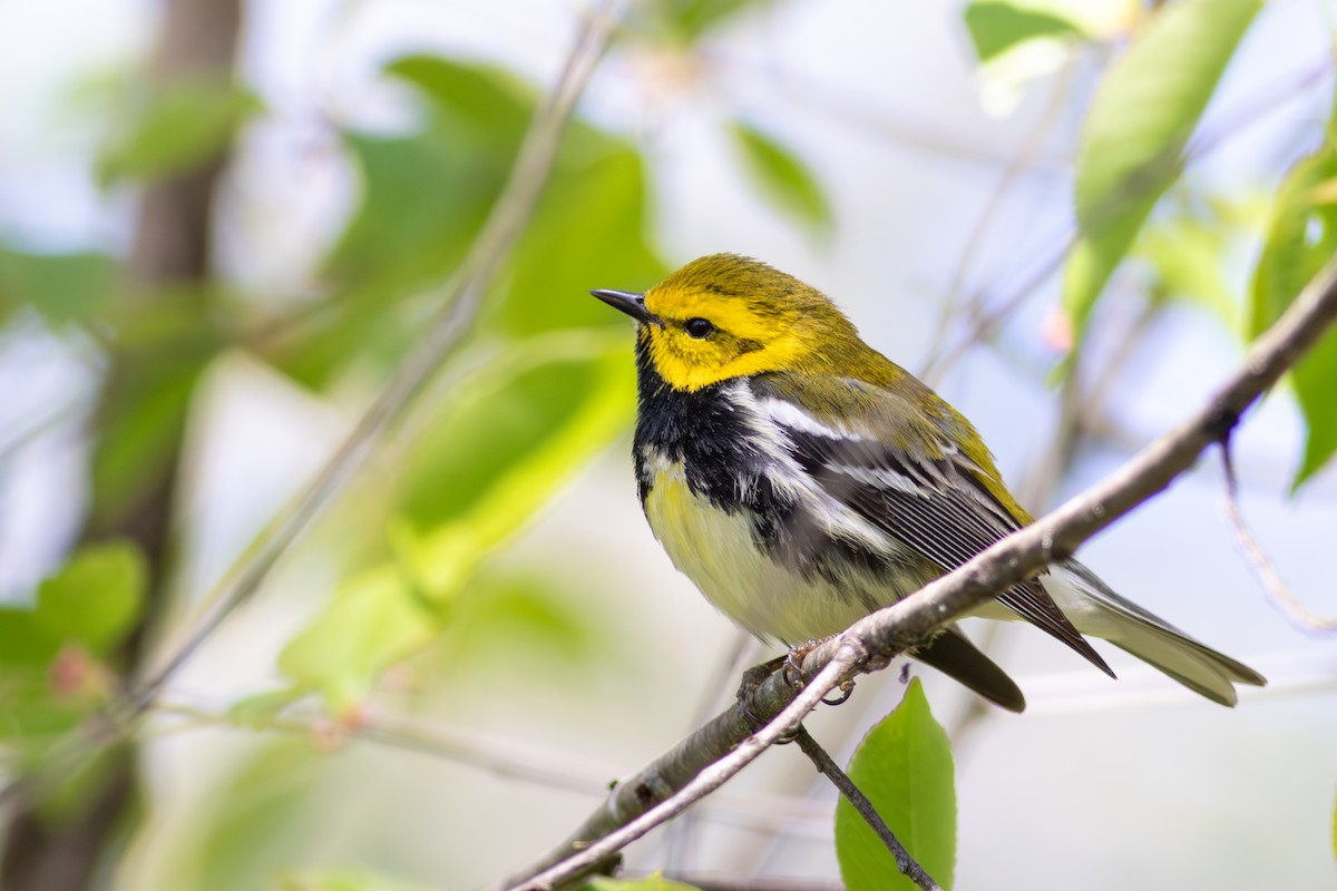 Black-throated Green Warbler - ML645593315