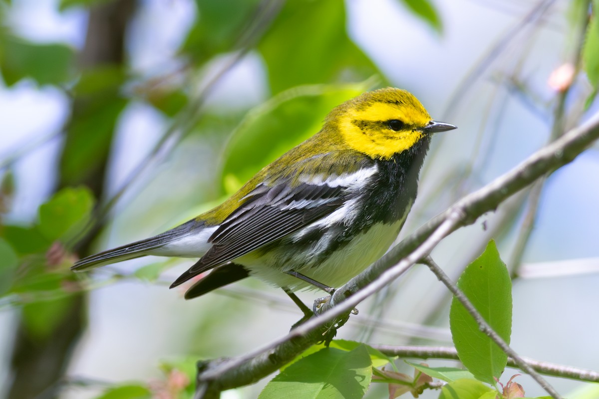 Black-throated Green Warbler - ML645593316