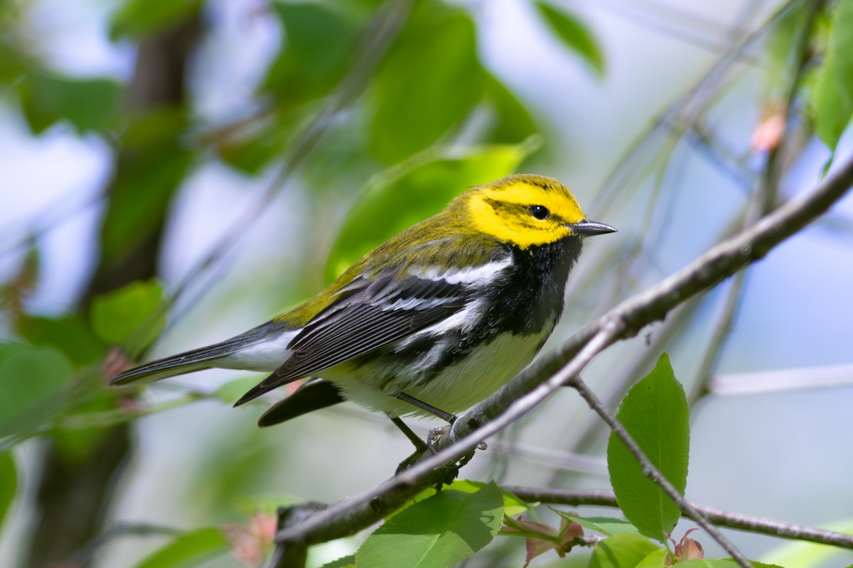 Black-throated Green Warbler - ML645593317
