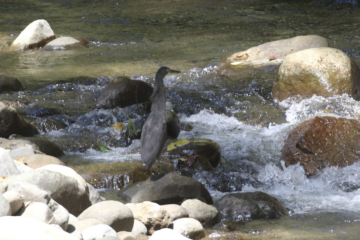 Fasciated Tiger-Heron - ML645593323