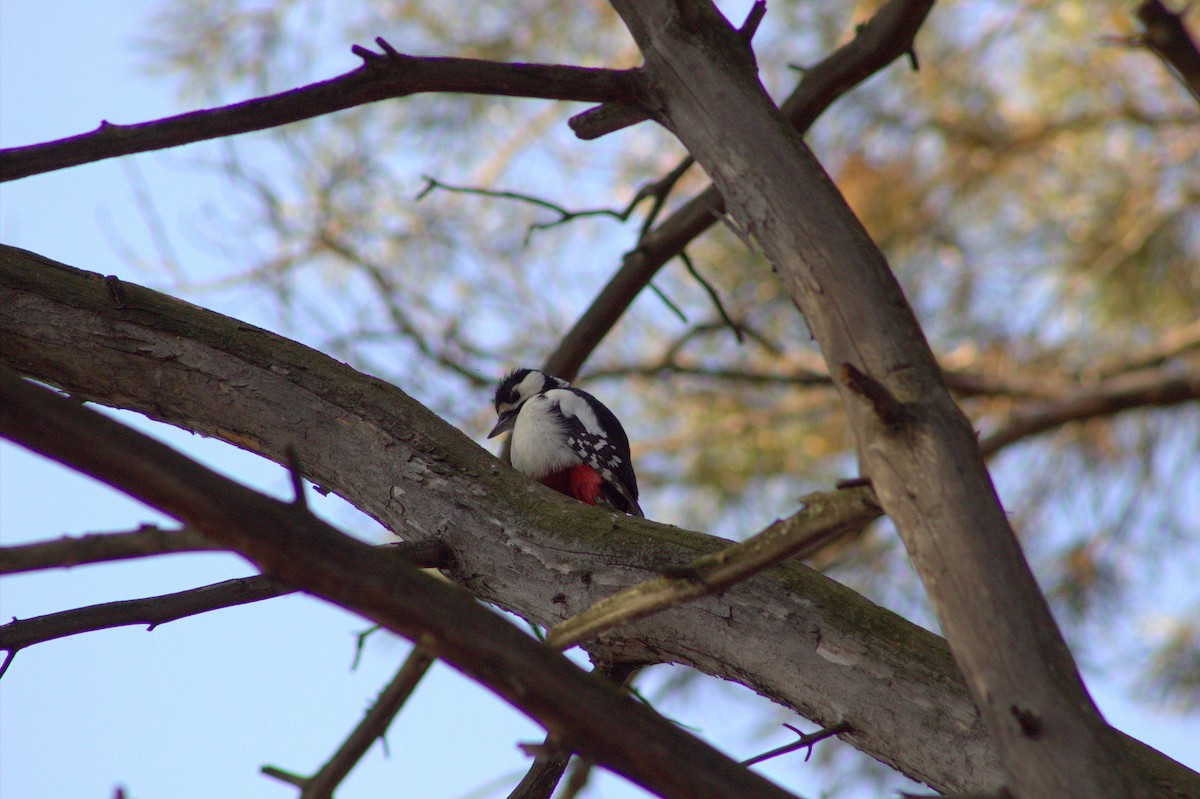 Great Spotted Woodpecker - ML645593324