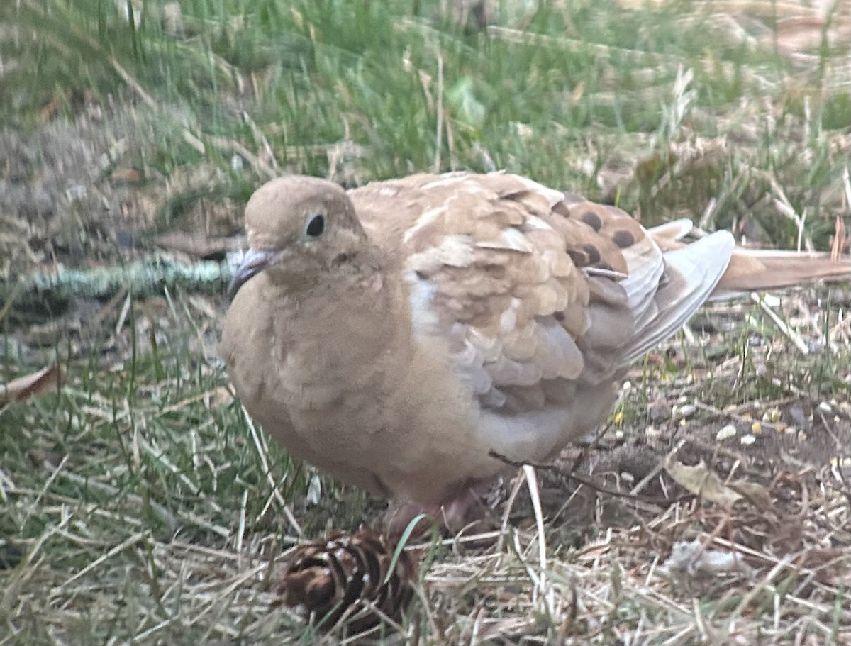 hrdlička karolínská - ML645593327