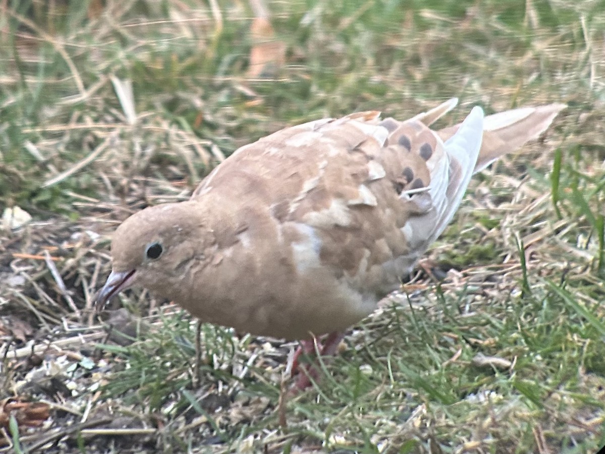 hrdlička karolínská - ML645593328