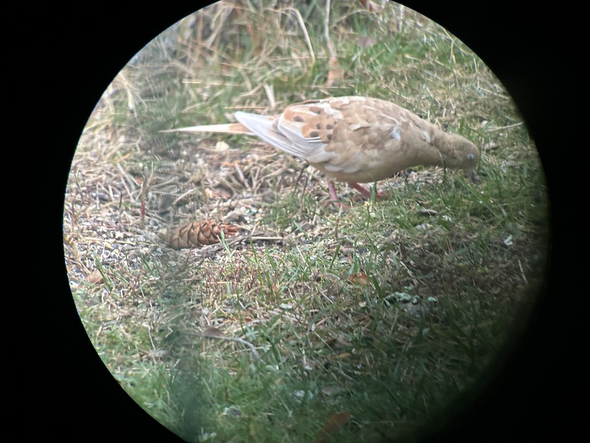 hrdlička karolínská - ML645593329