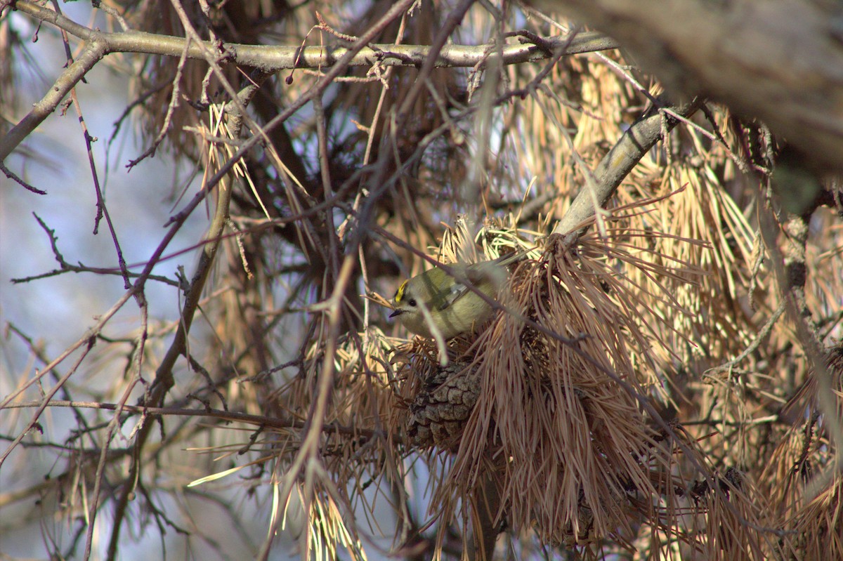 Goldcrest - ML645593330