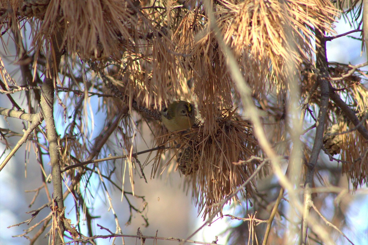 Goldcrest - ML645593331