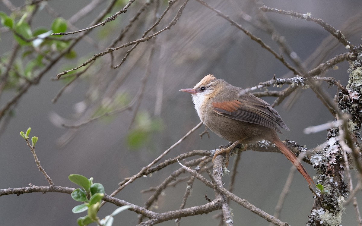 Creamy-crested Spinetail - ML645593340