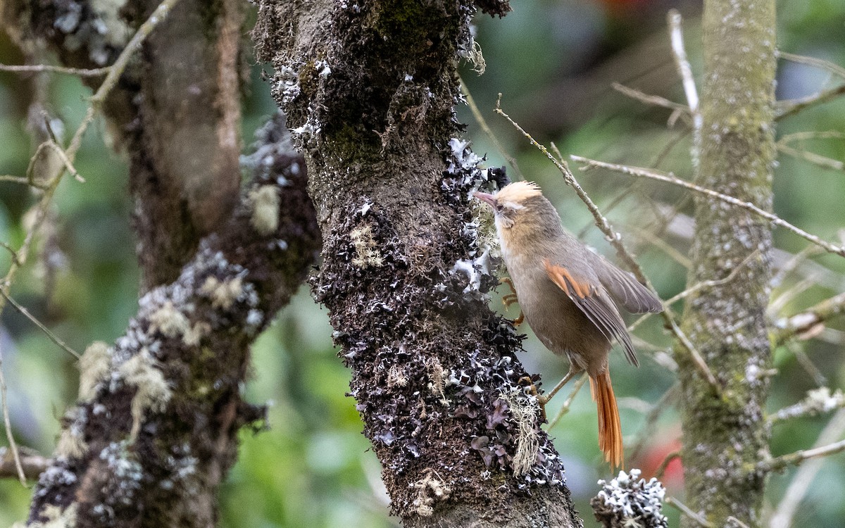 Creamy-crested Spinetail - ML645593342