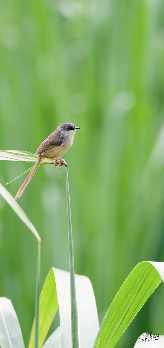 Yellow-bellied Prinia - ML645593343