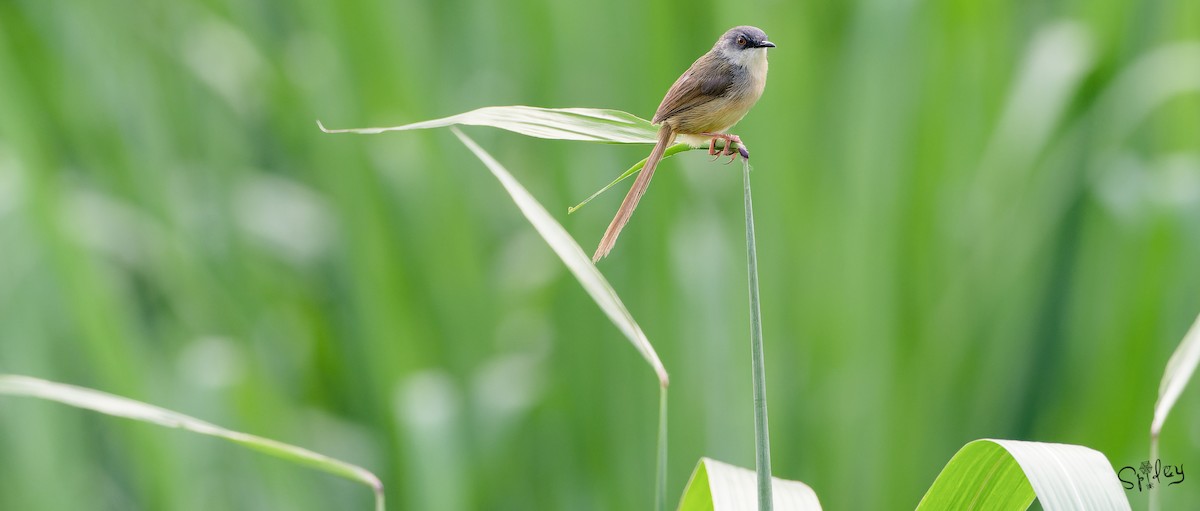Yellow-bellied Prinia - ML645593344