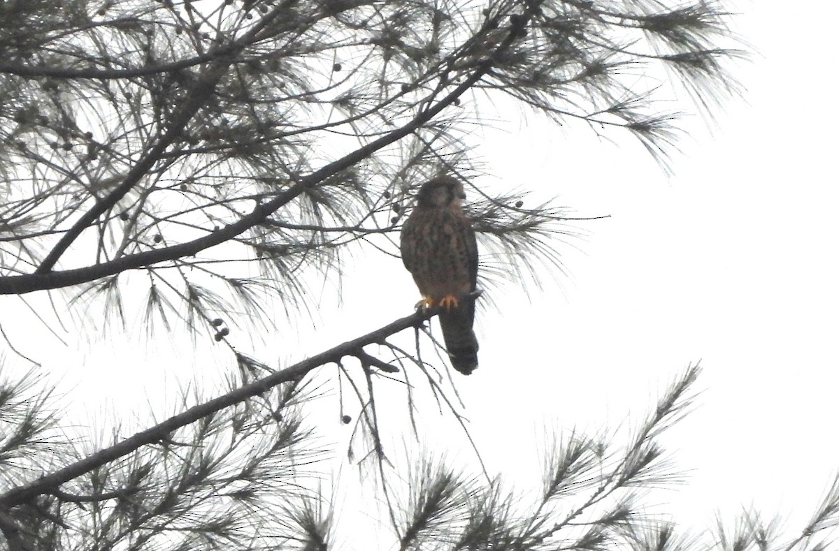 Eurasian Kestrel - ML645593345
