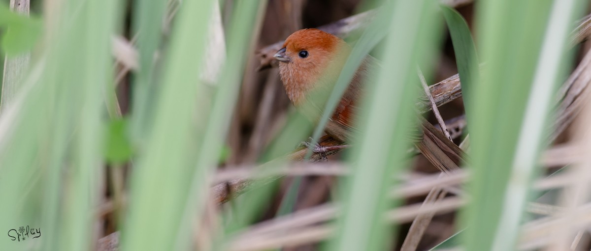 Vinous-throated Parrotbill - ML645593346
