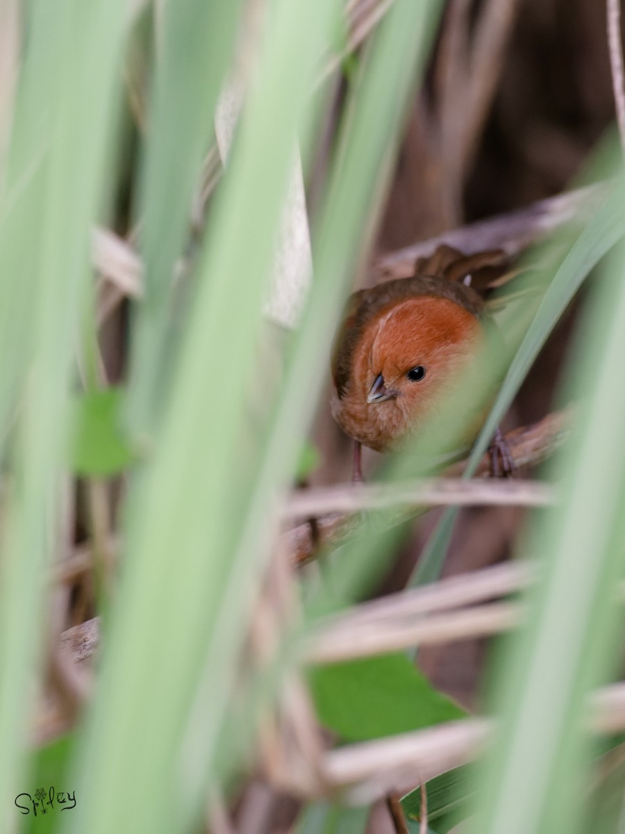 Vinous-throated Parrotbill - ML645593347
