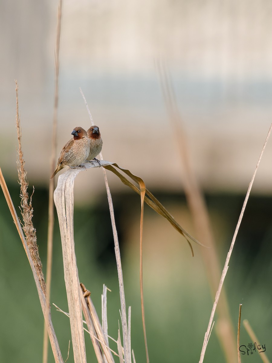 Scaly-breasted Munia - ML645593348