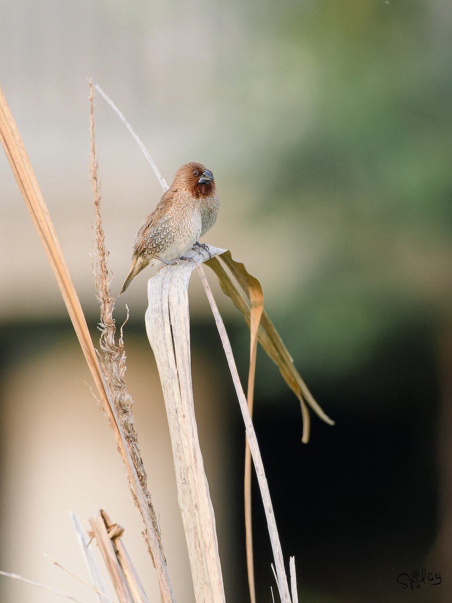Scaly-breasted Munia - ML645593349