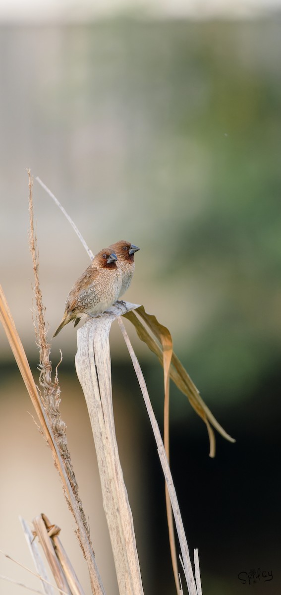 Scaly-breasted Munia - ML645593350