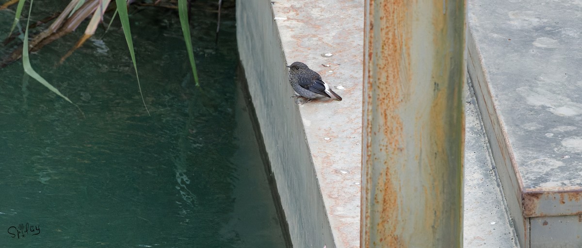 Plumbeous Redstart - ML645593351