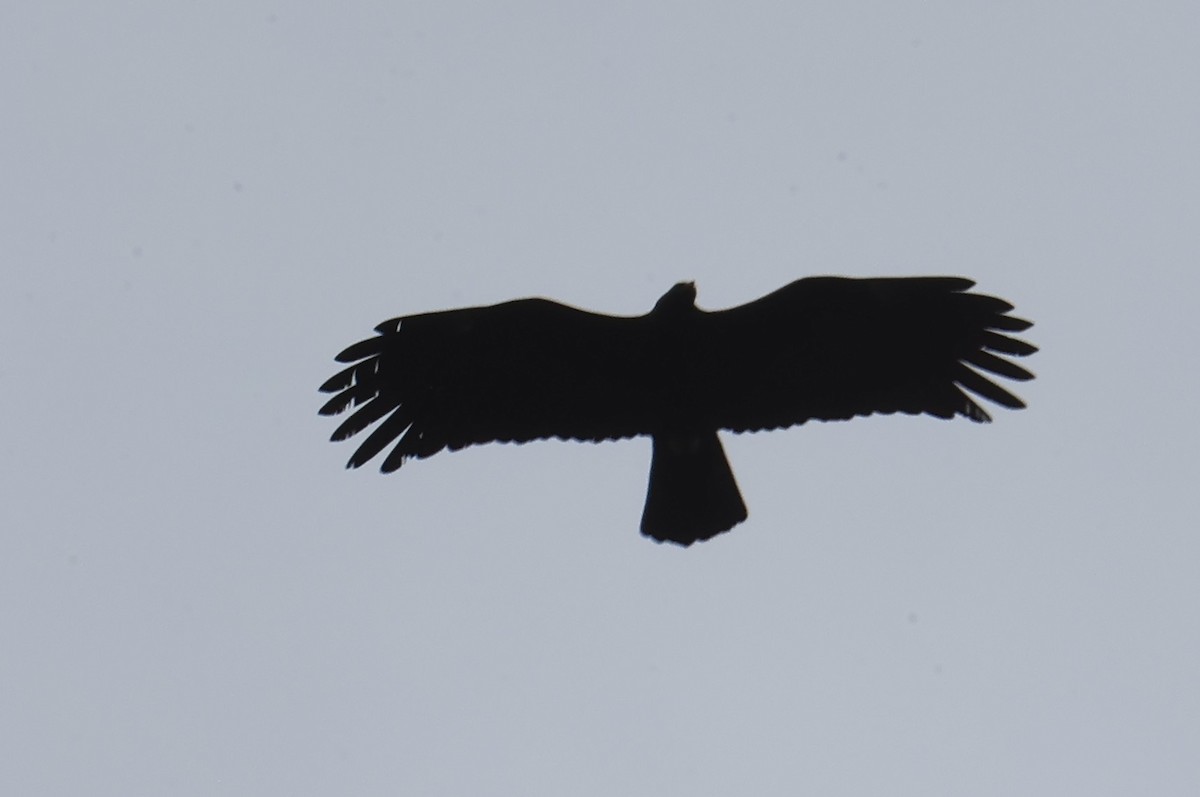 Black Eagle - ML645593353