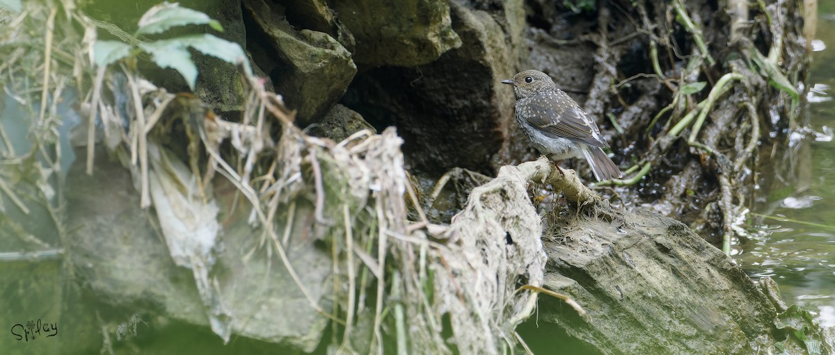 Plumbeous Redstart - ML645593358