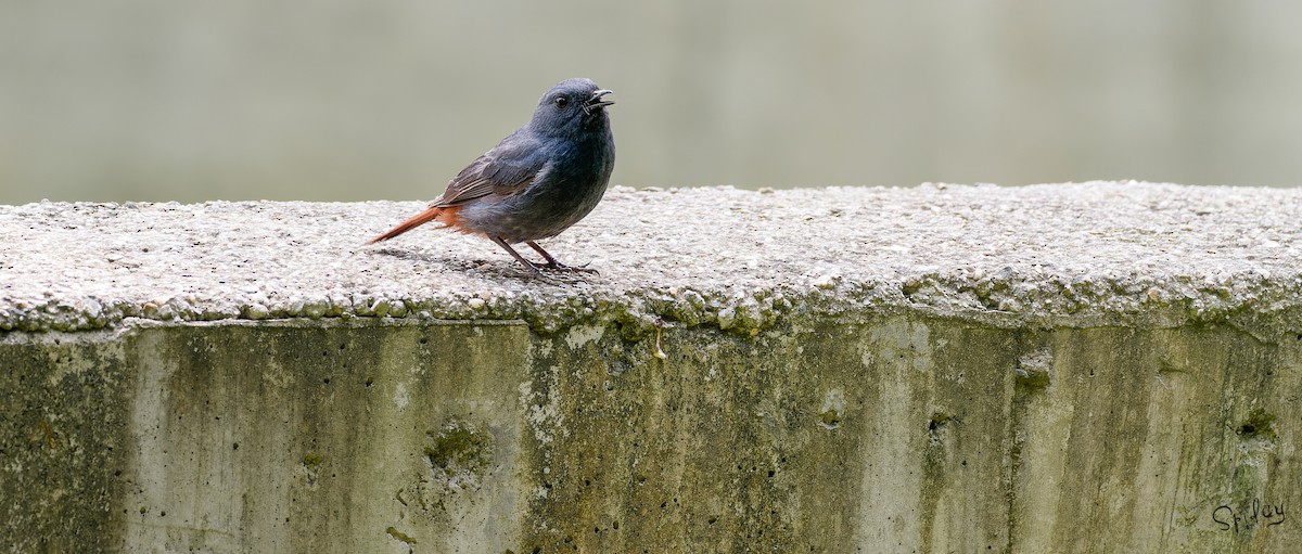 Plumbeous Redstart - ML645593359