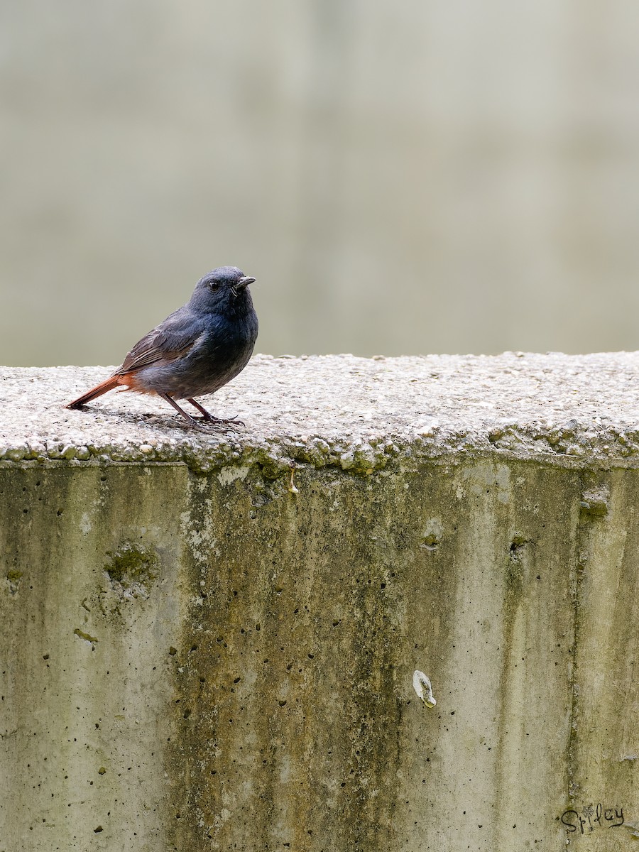 Plumbeous Redstart - ML645593360