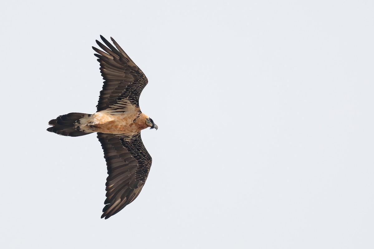 Bearded Vulture - ML645593361