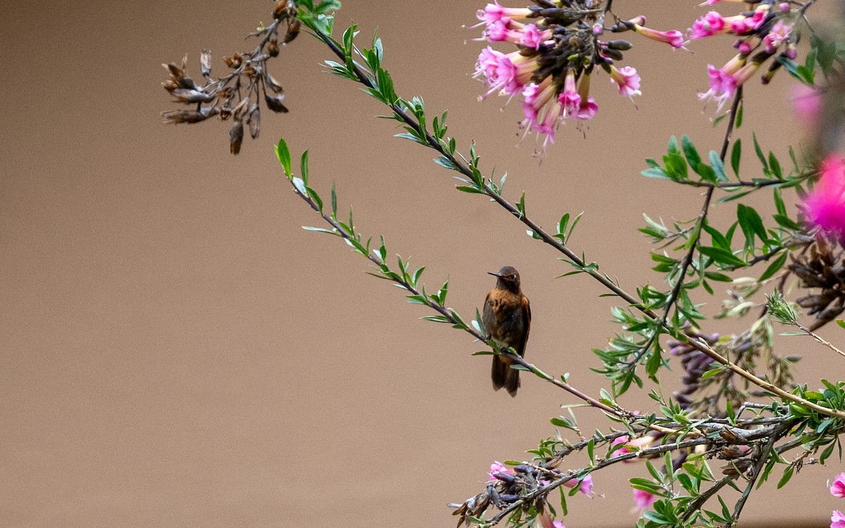 Shining Sunbeam - ML645593363