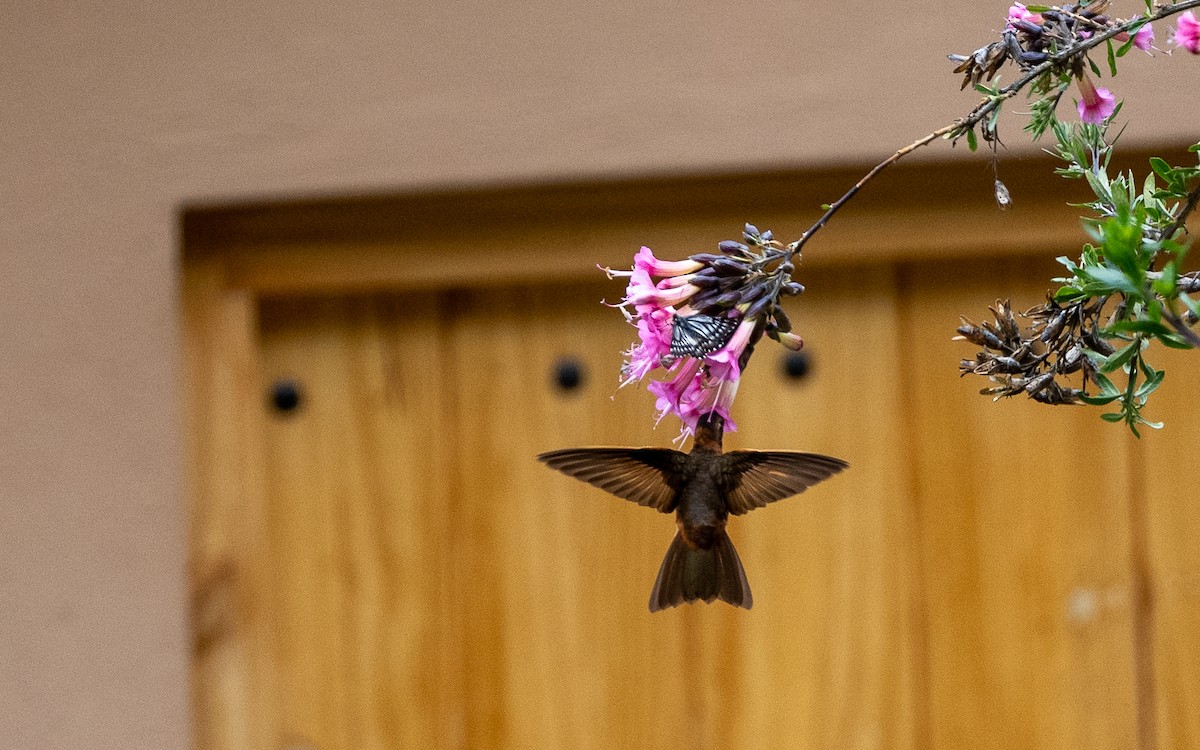 Shining Sunbeam - ML645593364