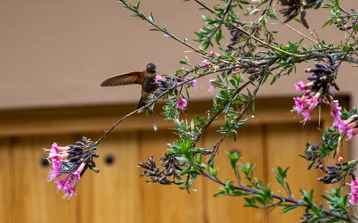 Shining Sunbeam - ML645593365