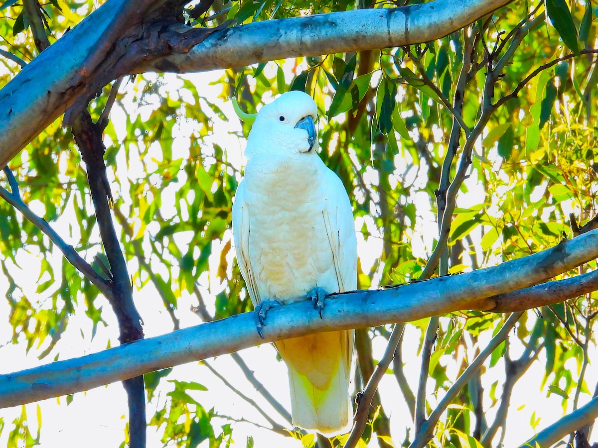 Sulphur-crested Cockatoo - ML645593367