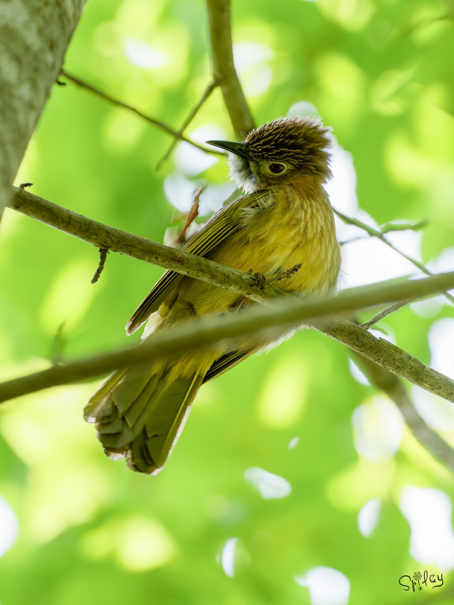 Mountain Bulbul - ML645593368