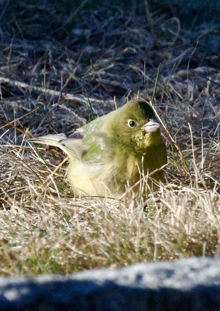 Painted Bunting - ML645593369