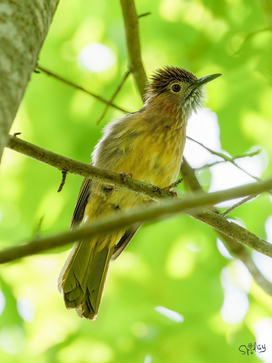 Mountain Bulbul - ML645593370