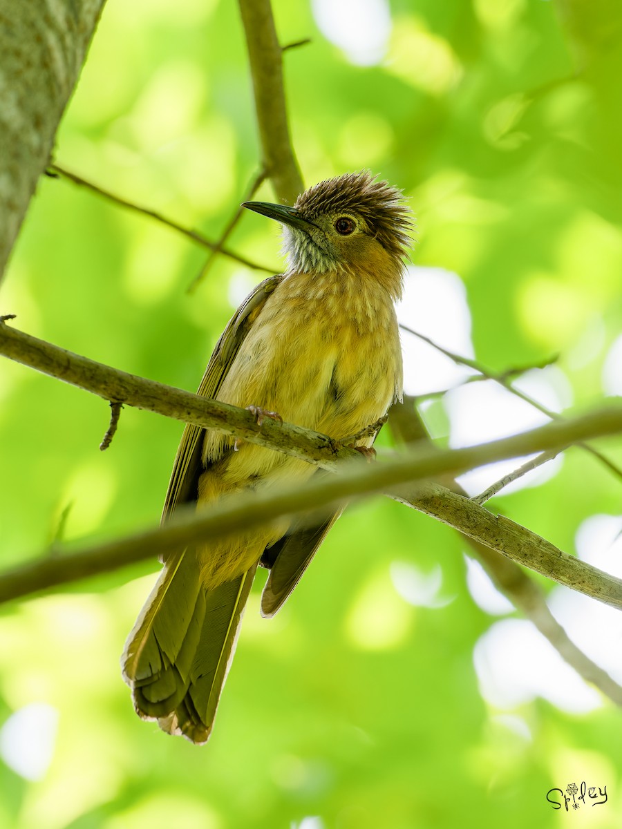 Mountain Bulbul - ML645593371