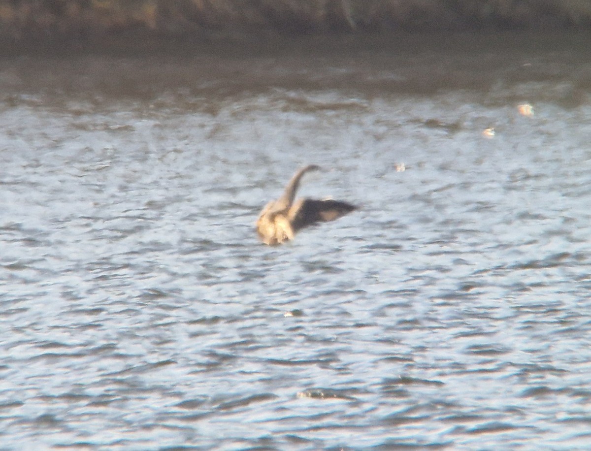 Red-throated Loon - ML645593373