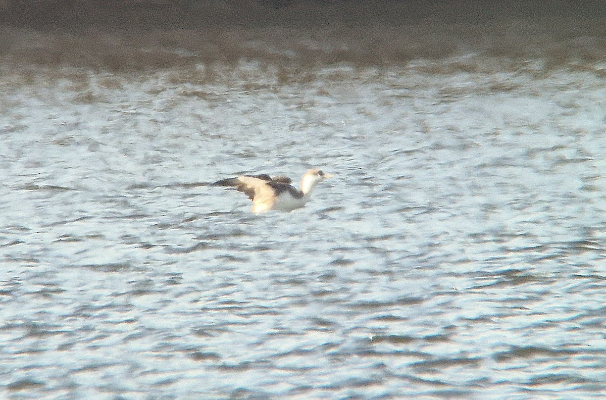 Red-throated Loon - ML645593374