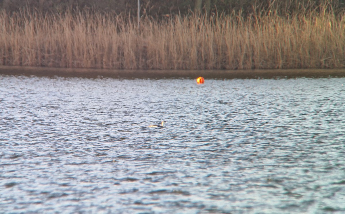 Red-throated Loon - ML645593375