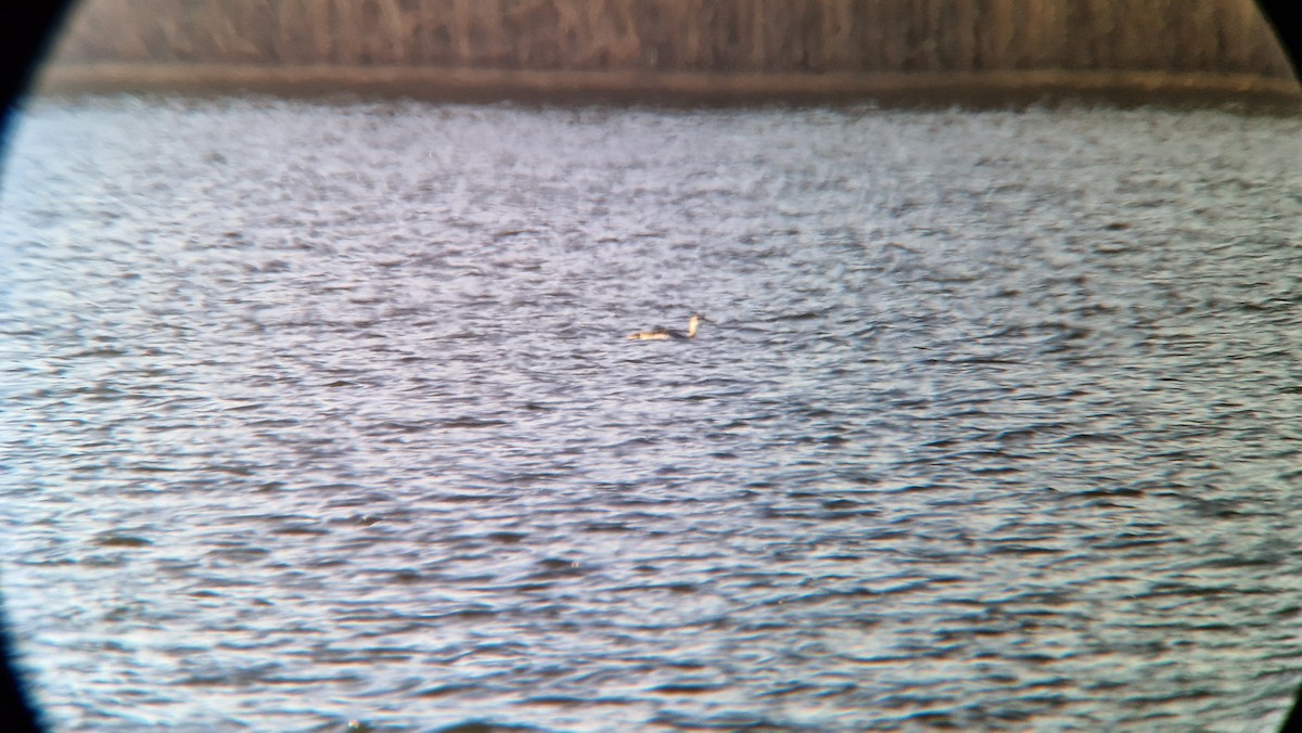 Red-throated Loon - ML645593376